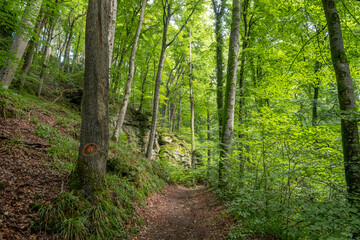 Obraz premium Beautiful green forest Hiking path with Sandstone chalk rock formations in Berdorf Mullerthal Luxembourg