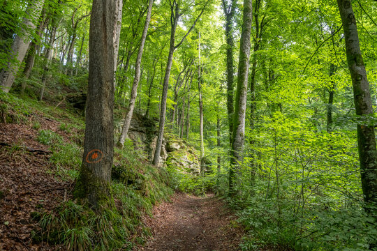 Beautiful green forest Hiking path with Sandstone chalk rock formations in Berdorf Mullerthal Luxembourg
