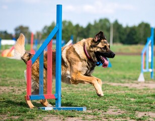Dog agility competition