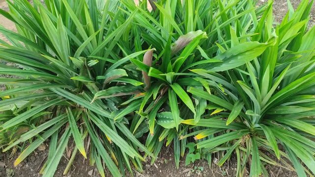 pandanus tree