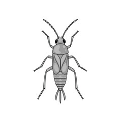 Understanding the anatomy and characteristics of the common plant bug.