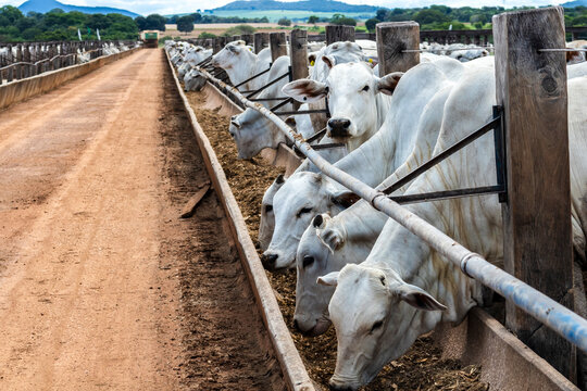 Nelore cattle herd in a Brazilian farm corral. The Nelore breed is known for its adaptability to tropical climates and meat production.