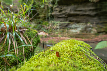 Beautiful green forest Hiking path with Sandstone chalk rock formations in Berdorf Mullerthal Luxembourg