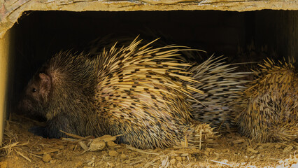 Detailed view of a porcupine showing its sharp quills and natural features. Perfect for...