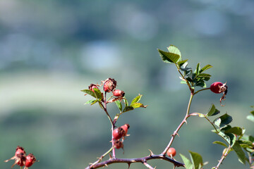 Rosehip in the mountains. Rosehip tree