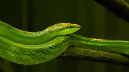 Striking view of a green snake resting on a tree branch, captured in natural light. Perfect for illustrating wildlife, reptiles, nature, and exotic animal themes.