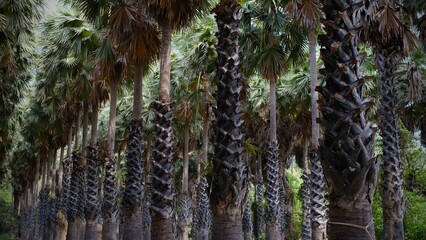 A row of Toddy palm or tala palm(Borassus flabellifer) in botanical garden