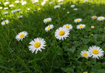 Fototapeta premium White daisies bloom in the sunlit meadow.