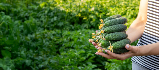 Woman harvesting cucumbers, cucumbers in hands. Selective focus