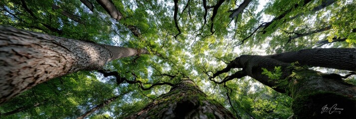 I am observing a tall tree that has many branches and lush leaves