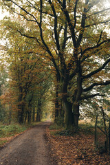 Obraz premium Autumn landscape of a deciduous forest under a cloudy sky. Colorful leaves in shades of red, orange, and yellow contrast with the soft, diffused light of an overcast day. Creates a calm, atmospheric.