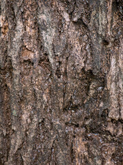 Rough tree bark texture background in natural forest.