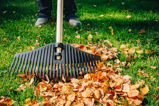 Fototapeta Collection of colorful fall leaves. Raking autumn leaves from the lawn in the autumn park. The concept of volunteering, seasonal gardening. Pile of fall leaves with fan rake on green lawn