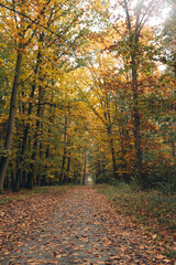 Obraz premium Autumn landscape of a deciduous forest under a cloudy sky. Colorful leaves in shades of red, orange, and yellow contrast with the soft, diffused light of an overcast day. Creates a calm, atmospheric.