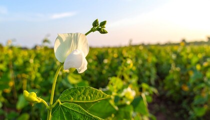 Close-up of a white bean flower in a field
