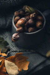 Acorns in a Cup on a Knitted Blanket with Oak Branch. Тop view of acorns in a cup on a knitted blanket with an oak branch in soft light, creating a cozy, autumnal, and atmospheric scene.