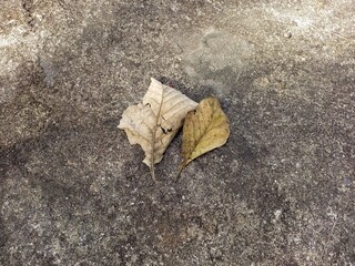Two dry fallen leaves on concrete ground