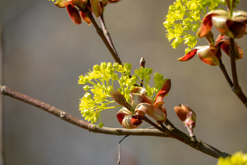 close-up of budding spring flowers of the norway maple tree, Acer platanoides