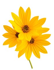 Obraz premium Bright yellow flowers bouquet close-up