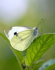 Close-up of a white butterfly on a green leaf
