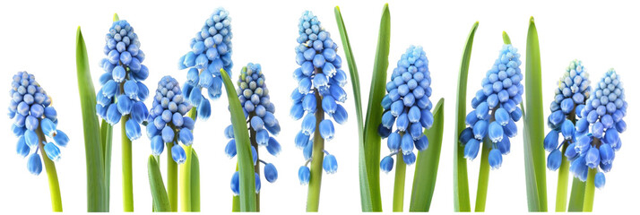 A vibrant cluster of blue grape hyacinths blooming in a lush green garden, showcasing their delicate petals and natural beauty, perfect for nature-themed projects or floral designs