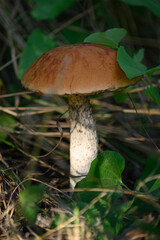mushroom