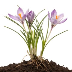 Obraz premium Three delicate lavender saffron flowers emerge from rich soil with visible roots on white