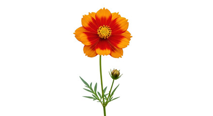 Isolated bloom of a vibrant red and orange cosmos flower with budding leaves on a slender stem