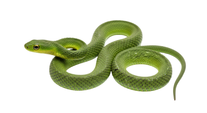 Isolated Emerald green pit viper on a neutral surface, a highly venomous snake species