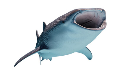 Isolated whale shark with wide open mouth, a gentle giant of the sea, filter-feeding on plankton