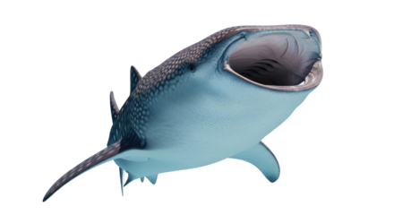 Isolated whale shark with wide open mouth, a gentle giant of the sea, filter-feeding on plankton