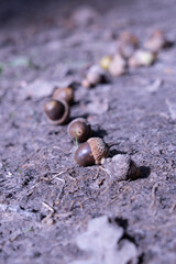 Group of acorns on ground, close up