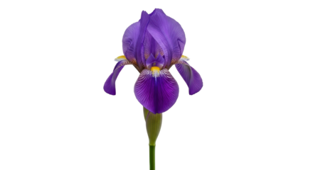 Isolated purple iris flower, a beautiful spring bloom on a vibrant green stem. Close-up shot