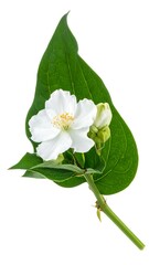 Close-up of a white jasmine flower and leaf