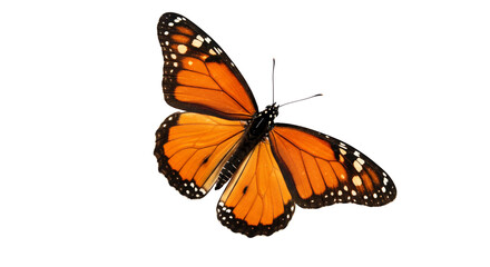 Monarch Butterfly