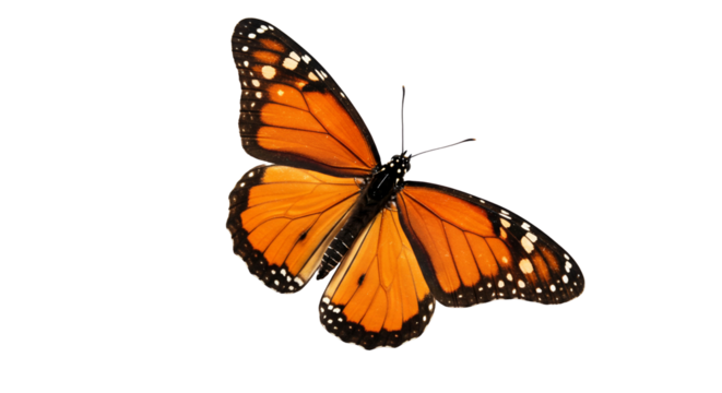 Monarch Butterfly
