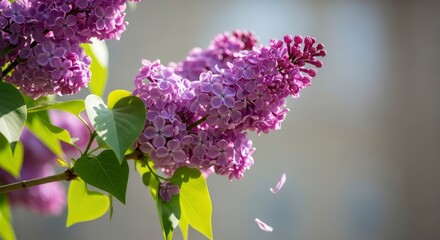Vibrant purple lilac blossoms in full bloom, with delicate petals falling, capturing the essence of spring's beauty and fresh fragrance.