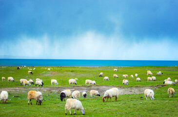 Fototapeta premium Grassland sheep