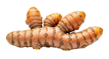 Isolated vibrant turmeric rhizome root with texture; healthy herb and culinary spice