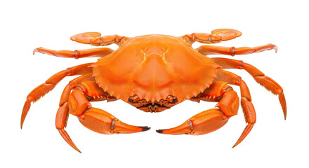Isolated orange crab cooked seafood on a seamless bright backdrop, prepared delicacy, delicious