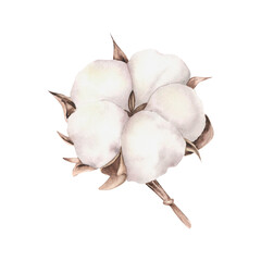 dried cotton flower isolated on white background