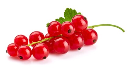 Red currants on stem with leaves