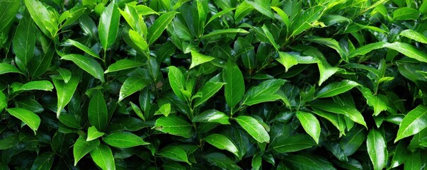 Fototapeta premium A vibrant close-up of lush green leaves, showcasing the rich texture and healthy growth of a hedge or shrub.