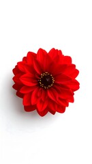 Red Dahlia Centered on White