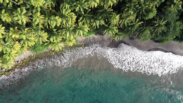 Aerial top view of black sand beach with palm trees and turquoise Caribbean Sea in Martinique