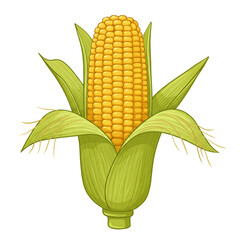 Partially Husked Ear of Corn Vector &ndash; Farm Harvest Maize with Golden Kernels in Neat Rows