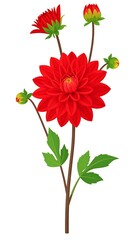 Red Dahlia with buds on stem