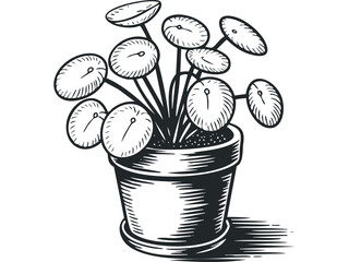 Potted plant with round leaves in sketch style,. Vector hand drawn illustration