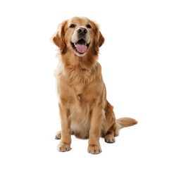 A golden retriever sitting and looking happy with its mouth open