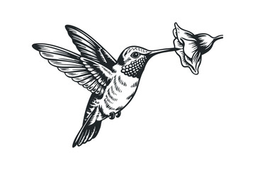 Fototapeta premium Hummingbird hovering to drink nectar from a flower. Vector hand drawn illustration